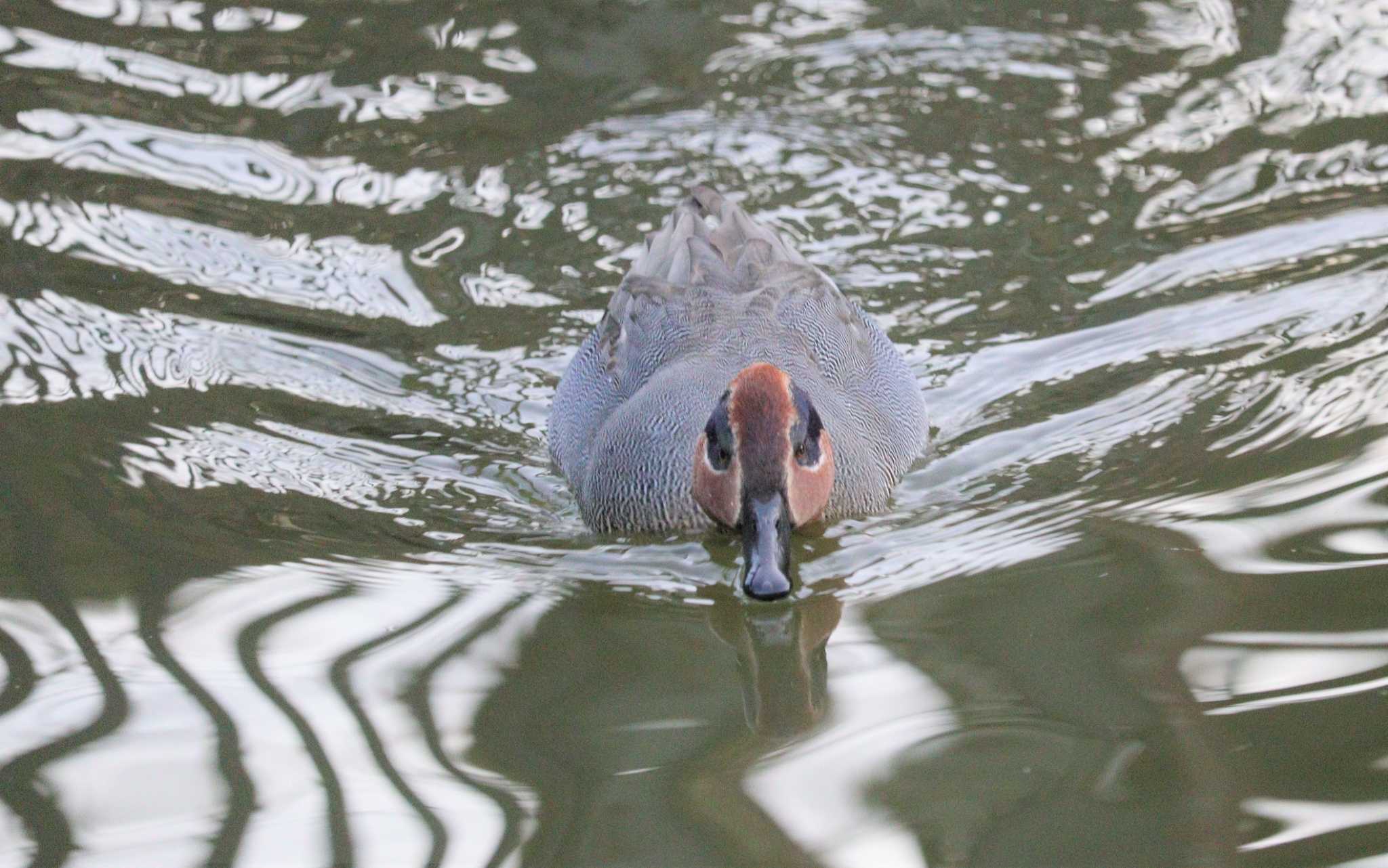 Eurasian Teal