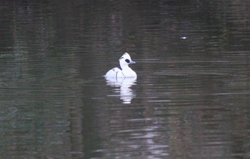 2022年12月29日(木) 坂田ヶ池総合公園の野鳥観察記録