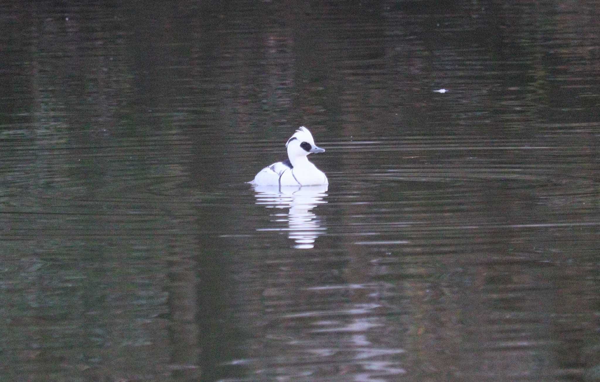 Smew