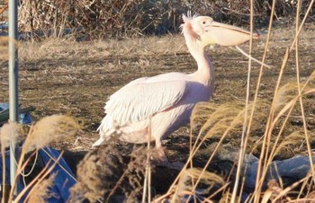 Great White Pelican North Inba Swamp Tue, 1/3/2023