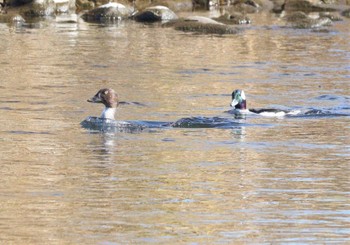 2023年1月9日(月) 多摩川の野鳥観察記録