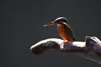 Common Kingfisher Teganooka Park Sat, 11/19/2022