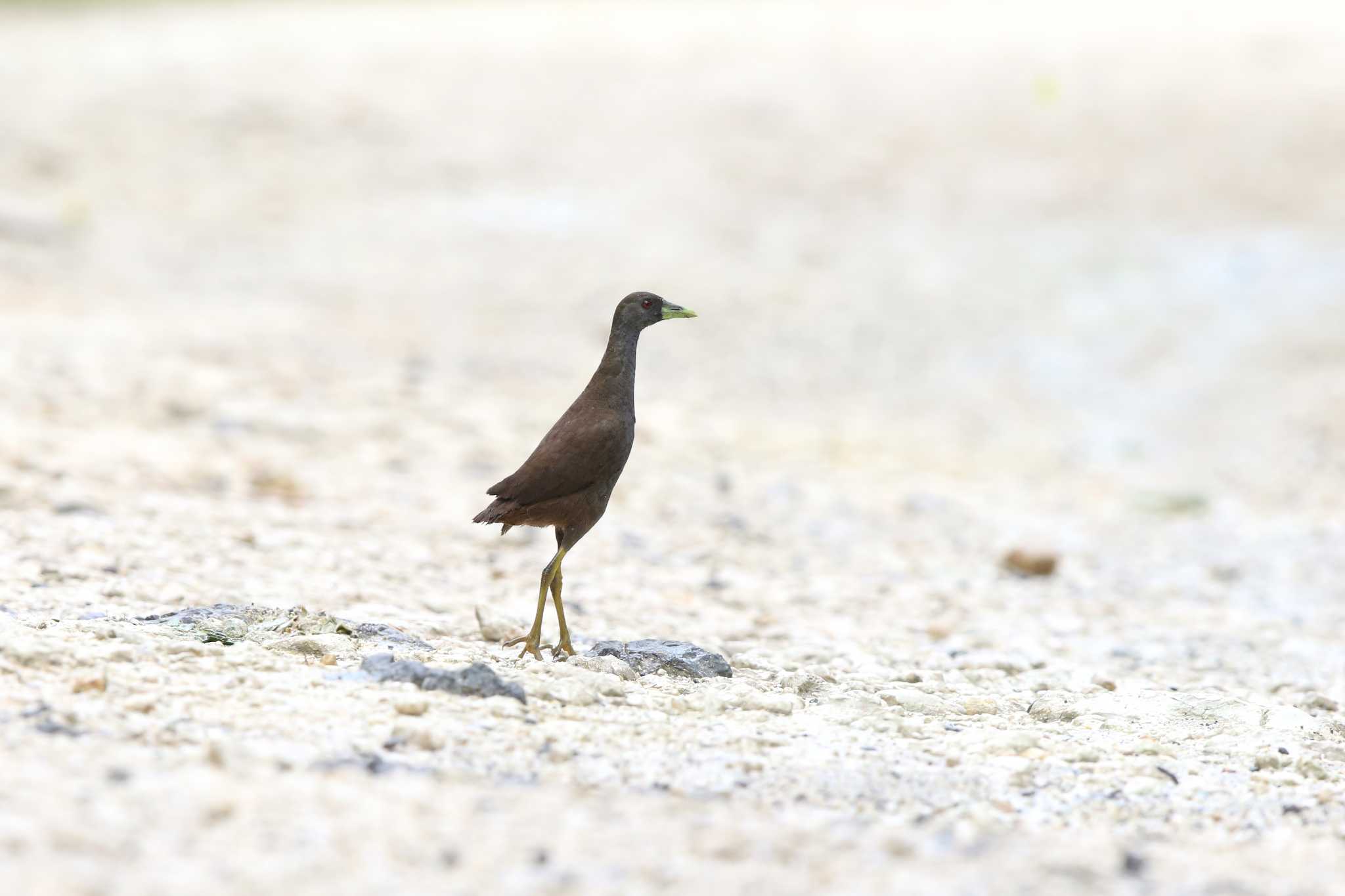 Photo of Plain Bush-hen at PICOP(PHILIPPINE) by Trio