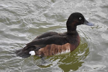 2022年12月29日(木) 弁天池公園(大阪府門真市)の野鳥観察記録