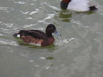 アカハジロ 弁天池公園(大阪府門真市) 2022年12月29日(木)