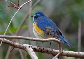 Red-flanked Bluetail 岩藤新池 Sat, 12/31/2022