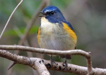 Red-flanked Bluetail 岩藤新池 Sat, 12/31/2022