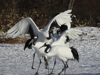 2023年1月5日(木) 鶴居村の野鳥観察記録