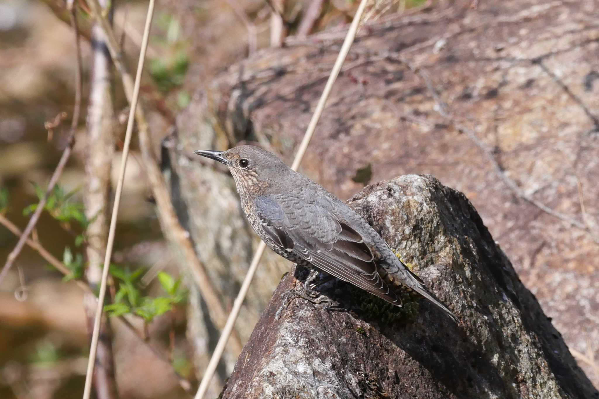 湯ノ口温泉 イソヒヨドリの写真 by  Lapolapola Birds