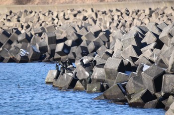 ヒメウ 釧路港 2023年1月6日(金)