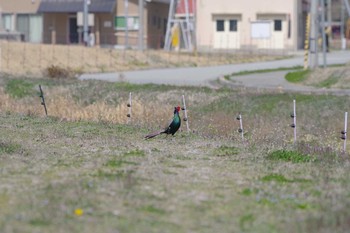 キジ 兵庫県三田市 2018年3月30日(金)