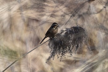 Meadow Bunting North Inba Swamp Wed, 12/28/2022