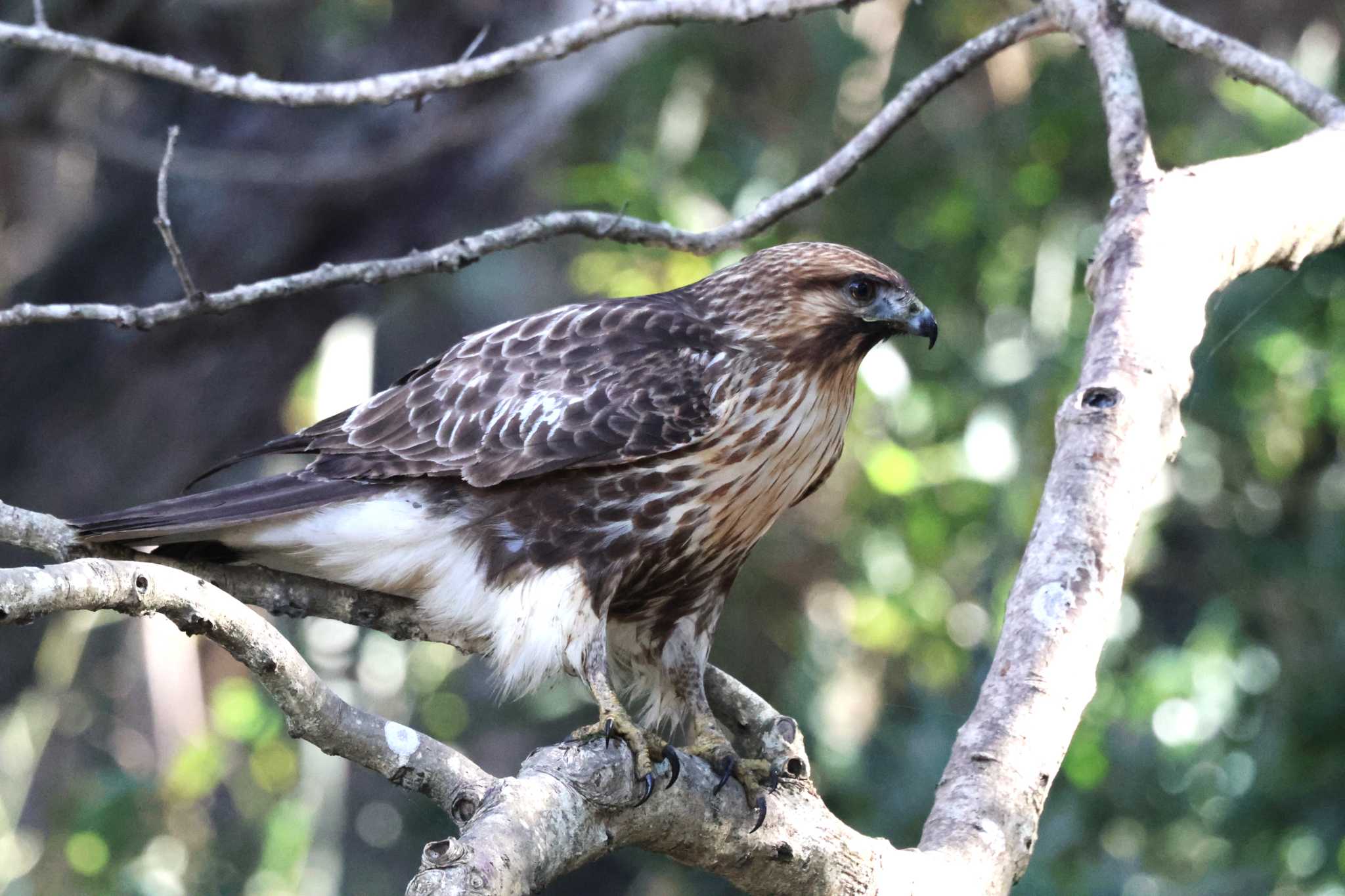 Eastern Buzzard