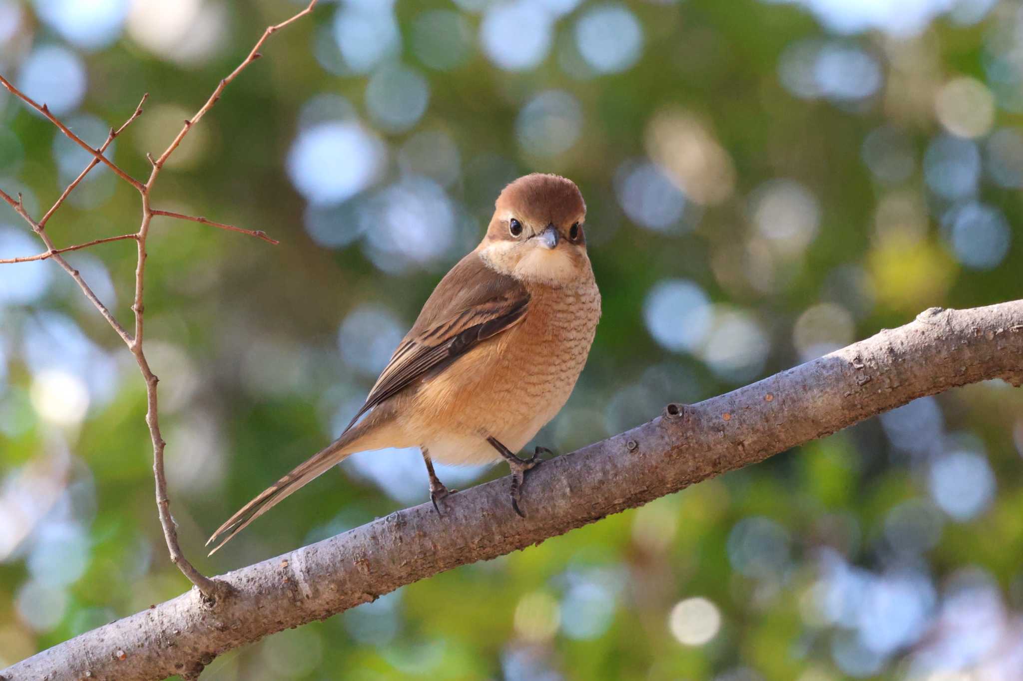 Bull-headed Shrike