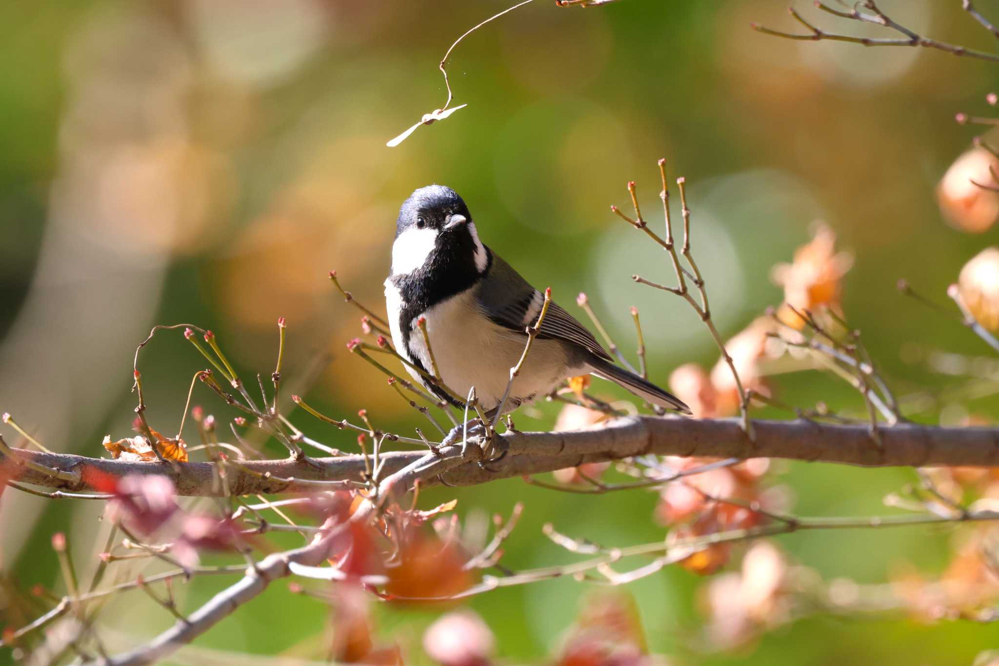 Japanese Tit