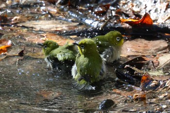 Sun, 1/8/2023 Birding report at 佐鳴湖