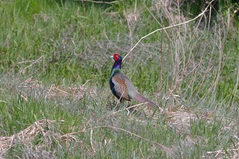 Green Pheasant 兵庫県三田市 Fri, 3/30/2018