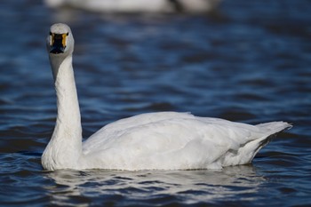 Whooper Swan 本埜村白鳥の郷 Thu, 12/29/2022