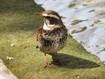 Dusky Thrush 兵庫県神戸市須磨区 Fri, 3/30/2018