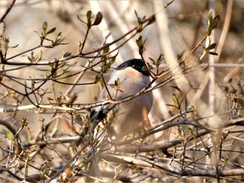 2022年12月27日(火) 丸火自然公園の野鳥観察記録