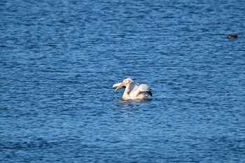 Great White Pelican North Inba Swamp Sun, 1/1/2023