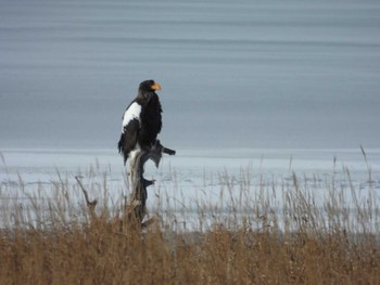 Sun, 1/8/2023 Birding report at Notsuke Peninsula