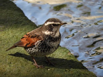 Dusky Thrush 神戸市須磨区 Fri, 3/30/2018