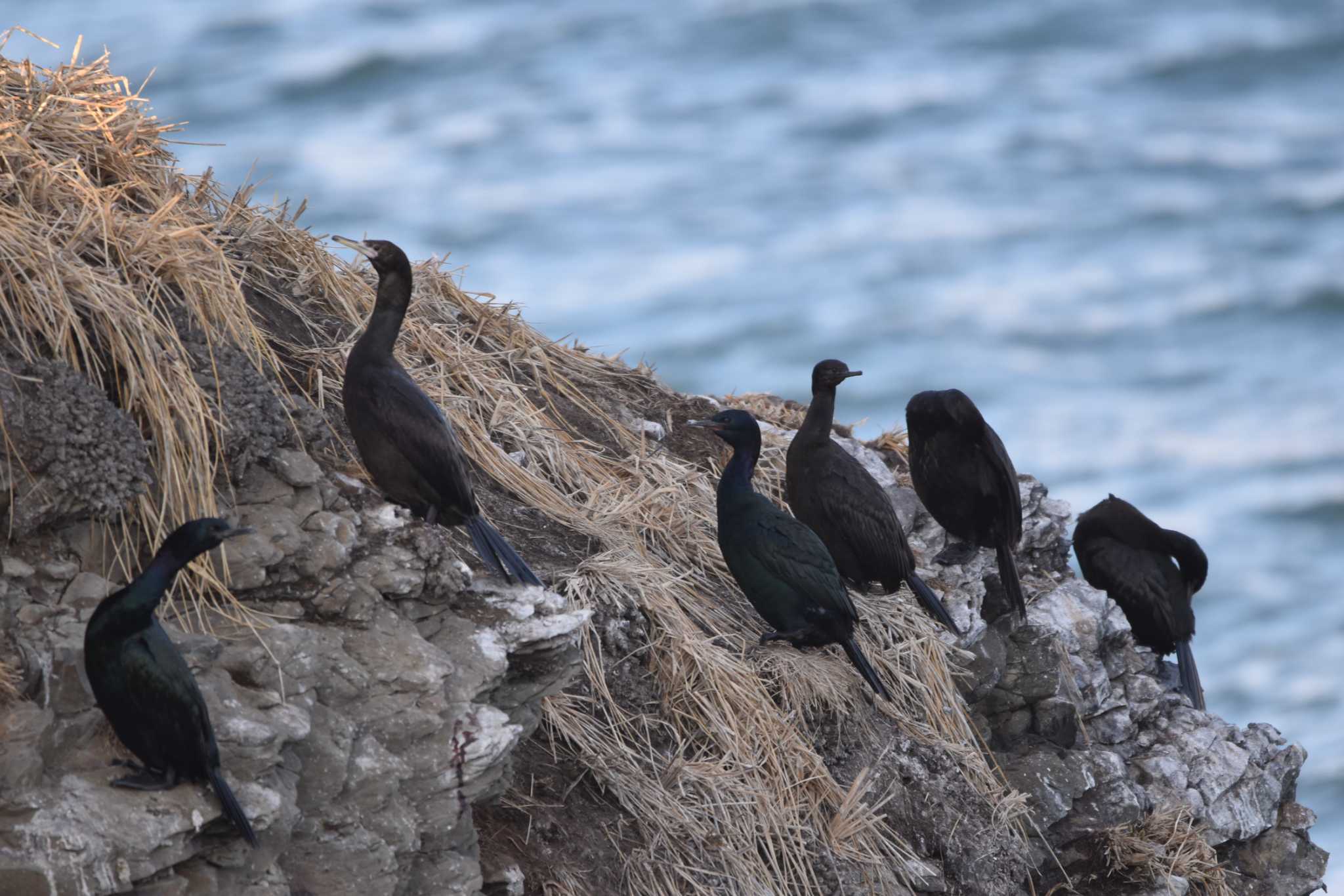 Red-faced Cormorant