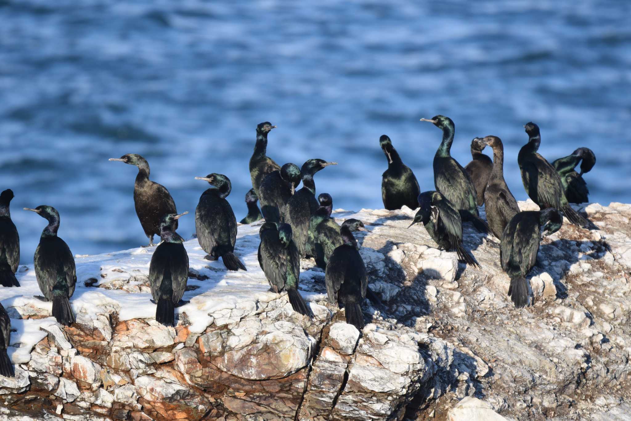 Pelagic Cormorant