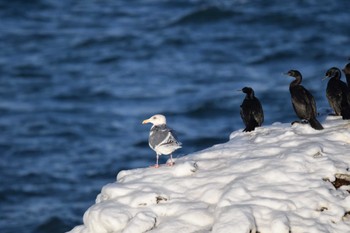 Glaucous-winged Gull 納沙布岬 Sat, 1/7/2023