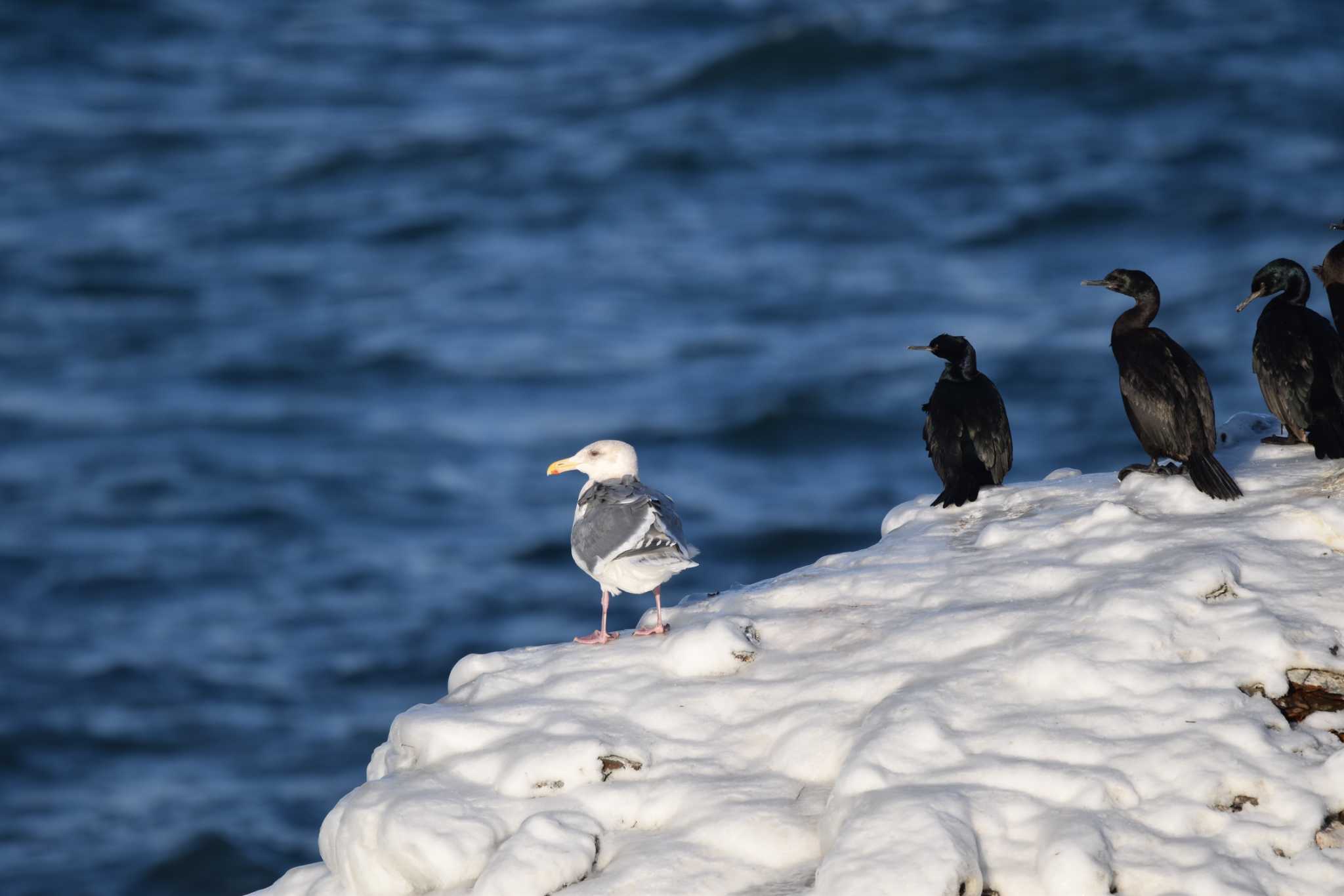 Glaucous-winged Gull