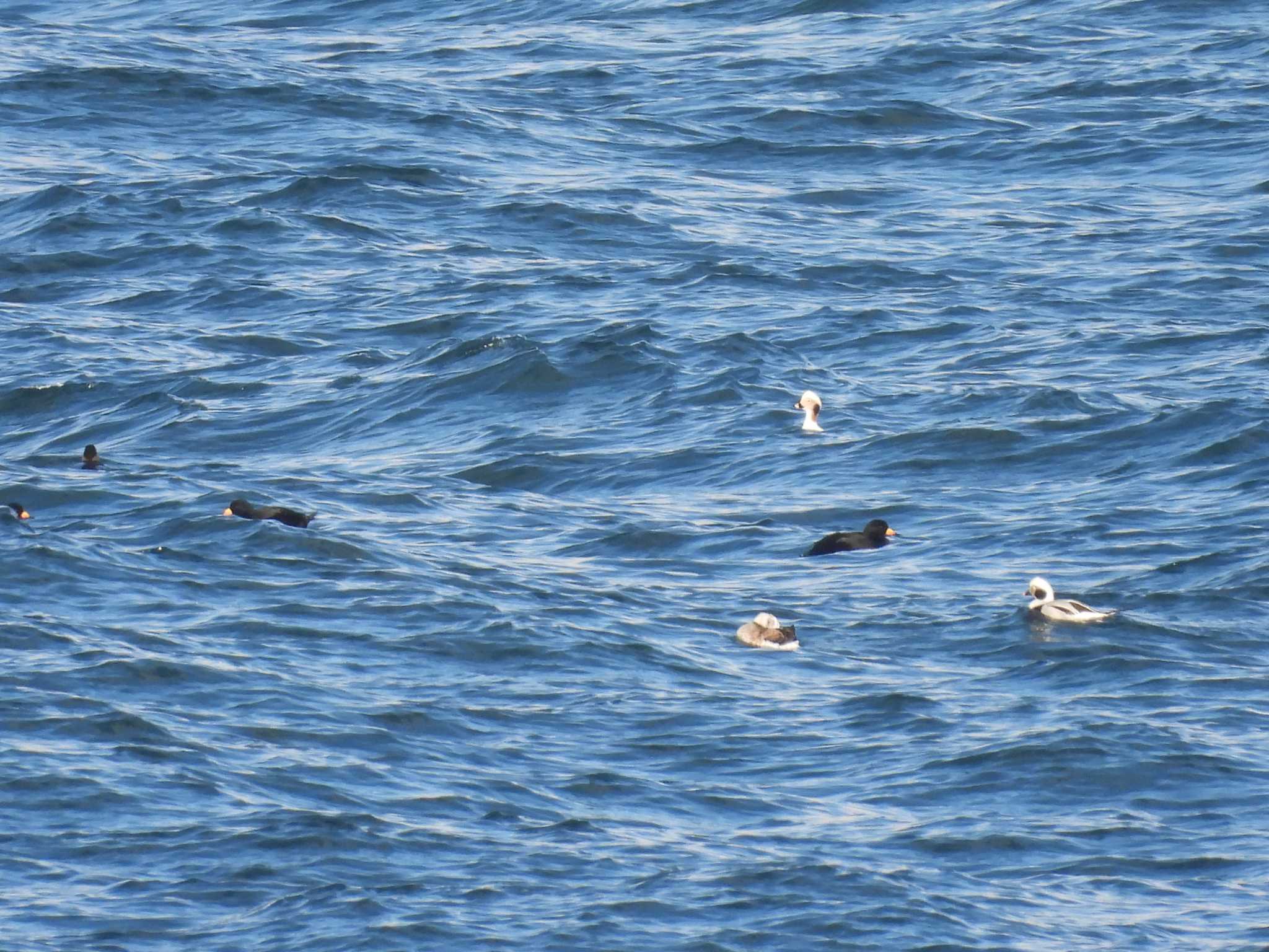 Long-tailed Duck