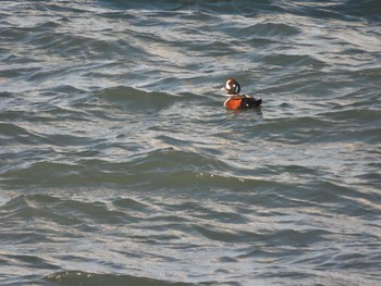 Sat, 1/7/2023 Birding report at 納沙布岬