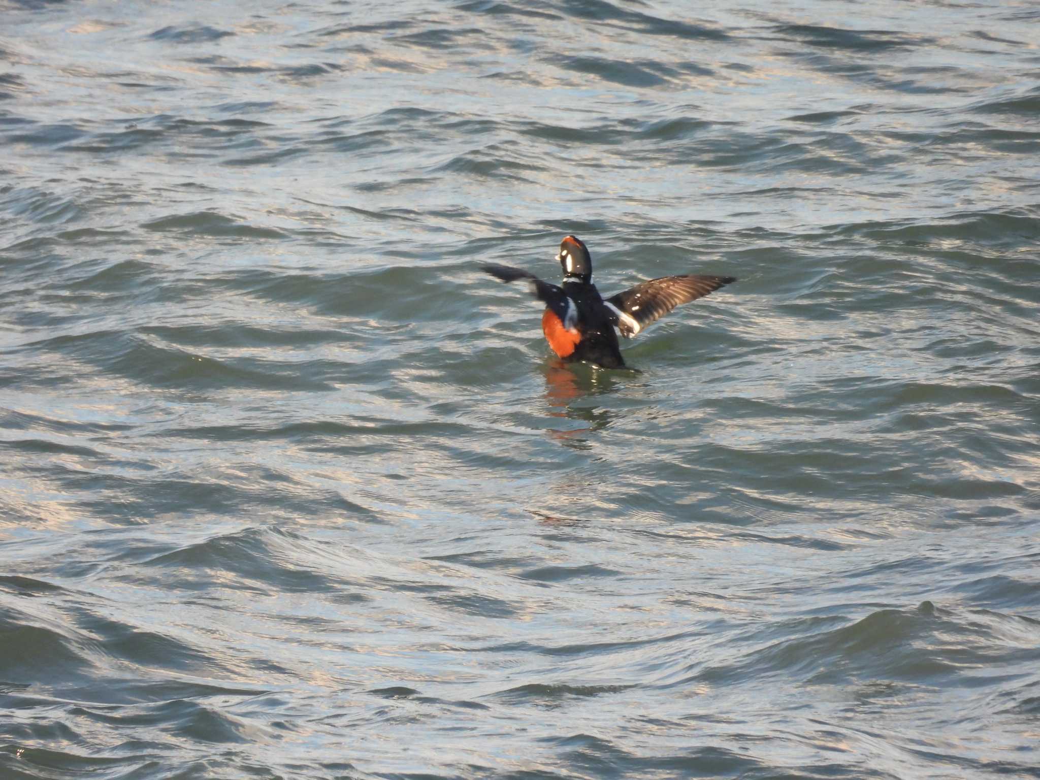 Harlequin Duck