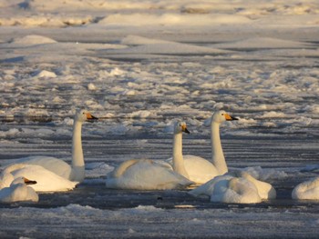 Sun, 1/8/2023 Birding report at 風蓮湖