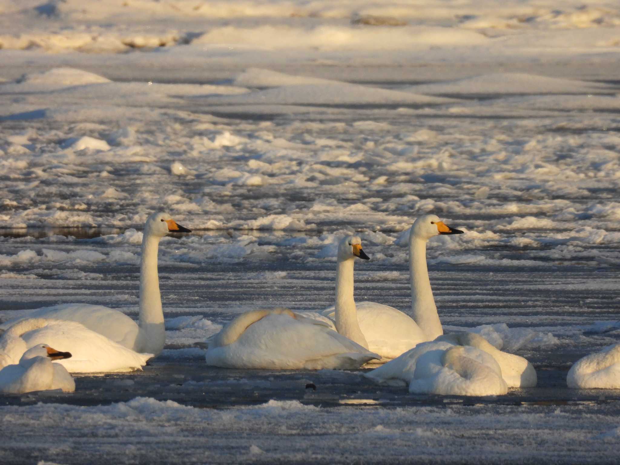 Whooper Swan