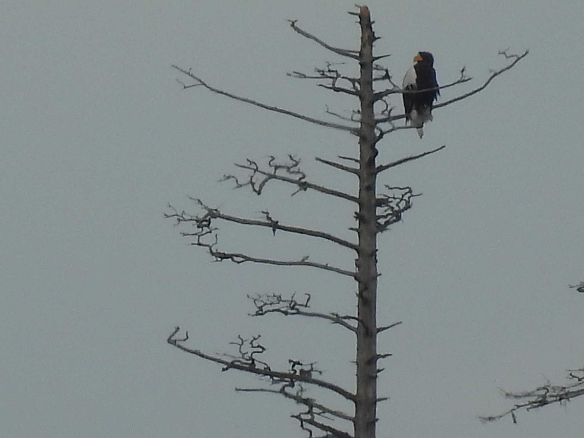 Steller's Sea Eagle