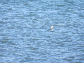 Red-throated Loon Notsuke Peninsula Sun, 1/8/2023