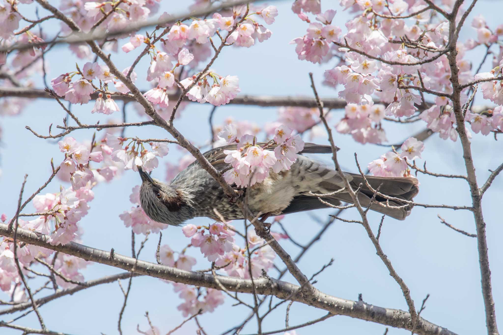 ヒヨ桜 by ときのたまお