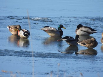 2023年1月6日(金) 釧路港の野鳥観察記録