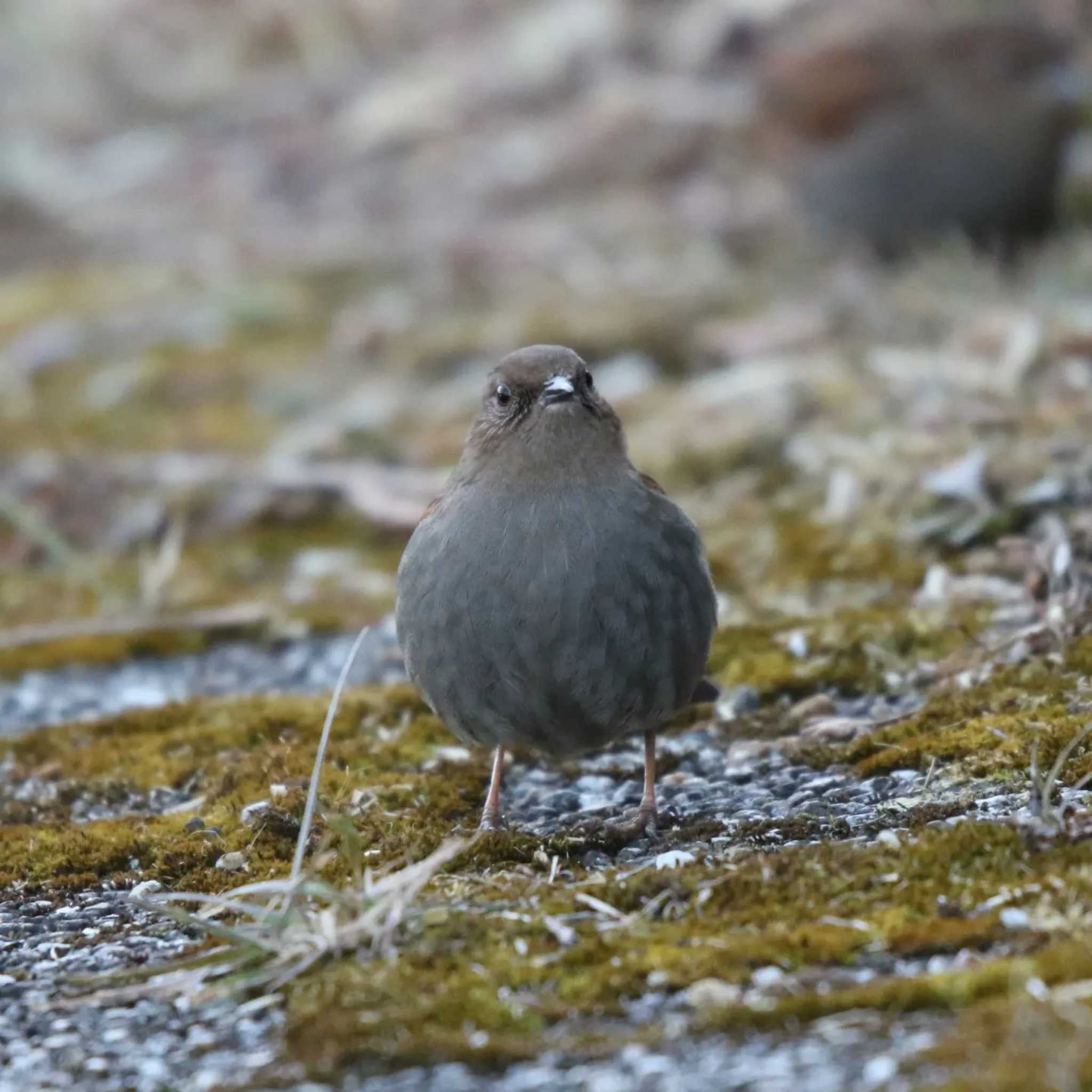 Photo of Japanese Accentor at 箱根町 by Tak4628