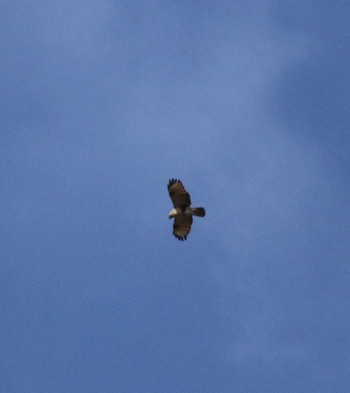 Eastern Buzzard 熱海市 Mon, 1/2/2023