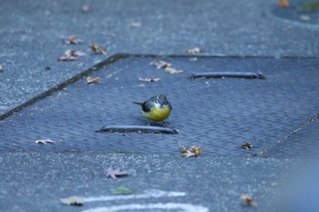 Grey Wagtail 湯河原町 Wed, 1/4/2023