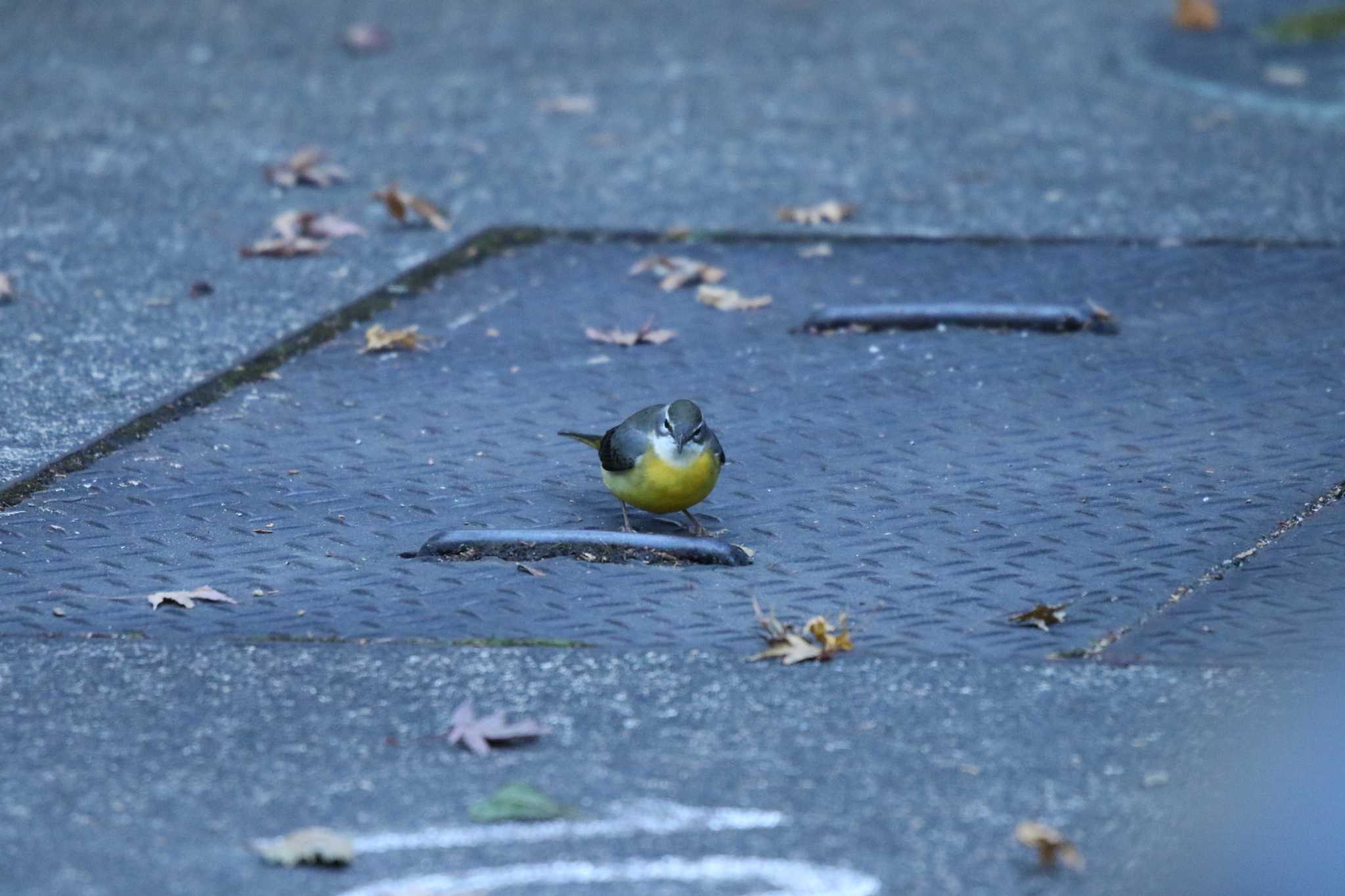 Photo of Grey Wagtail at 湯河原町 by Tak4628