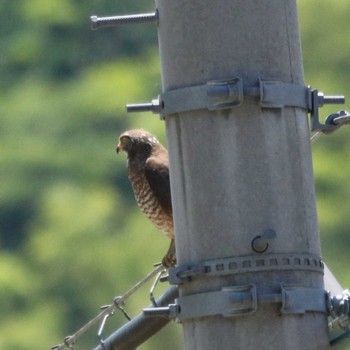 Grey-faced Buzzard 十日町市 Tue, 5/24/2022