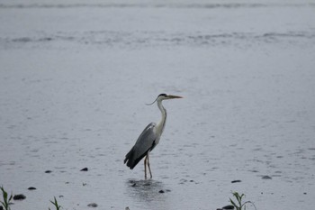 Grey Heron 酒匂川 Tue, 6/14/2022