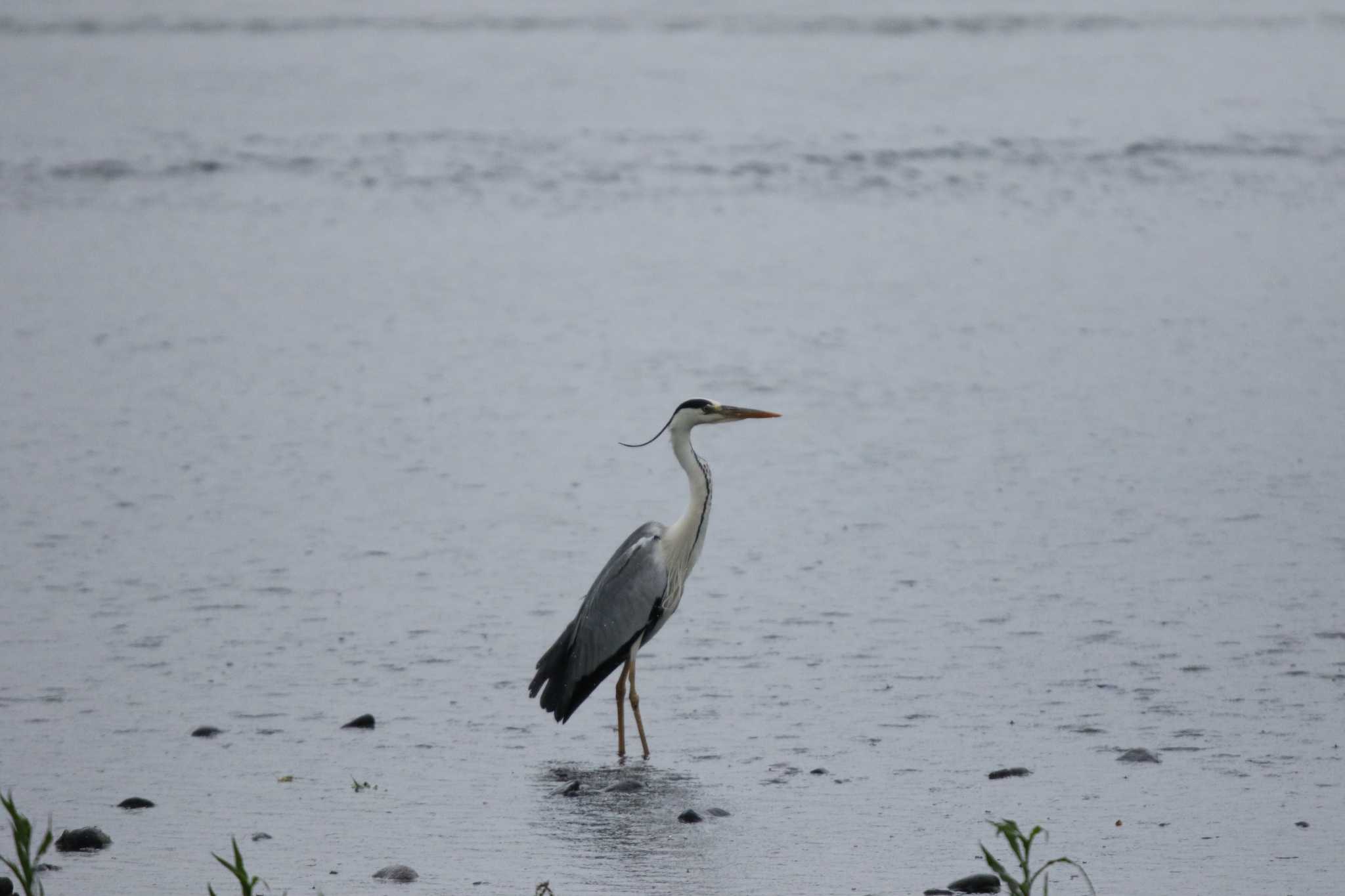 Photo of Grey Heron at 酒匂川 by Tak4628