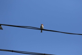 Russet Sparrow 十日町市 Tue, 5/24/2022