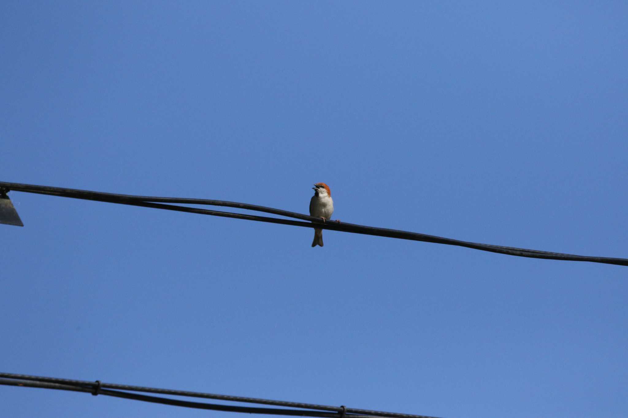 Photo of Russet Sparrow at 十日町市 by Tak4628