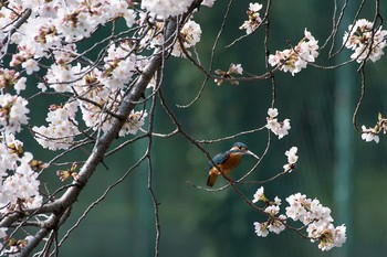 Common Kingfisher Unknown Spots Tue, 3/27/2018